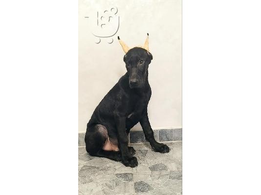 Μελανιστικοί DOBERMANS